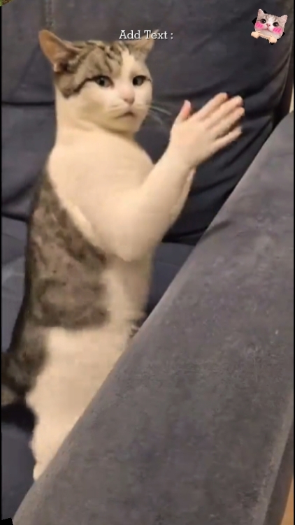 Gato Divertido