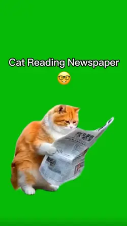Cat Reading News