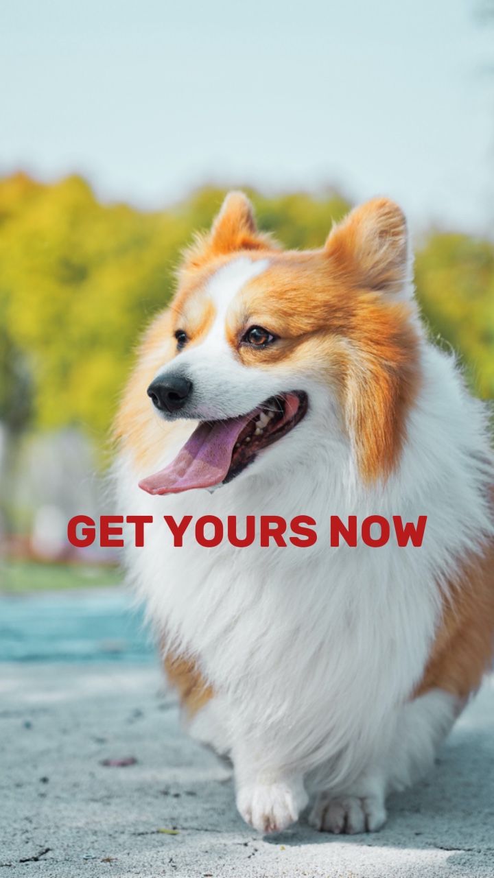 Funny Dogs Display In Tiktok Style For Pet