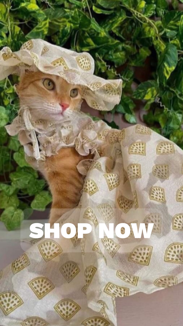 Introdução à exibição do produto de roupas para animais de estimação começando o estilo TikTok