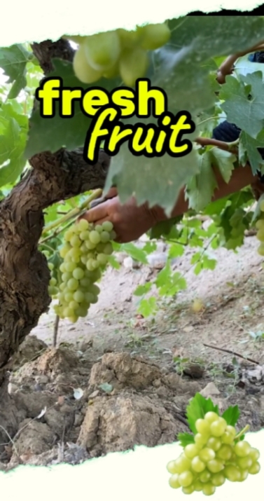 kebun buah