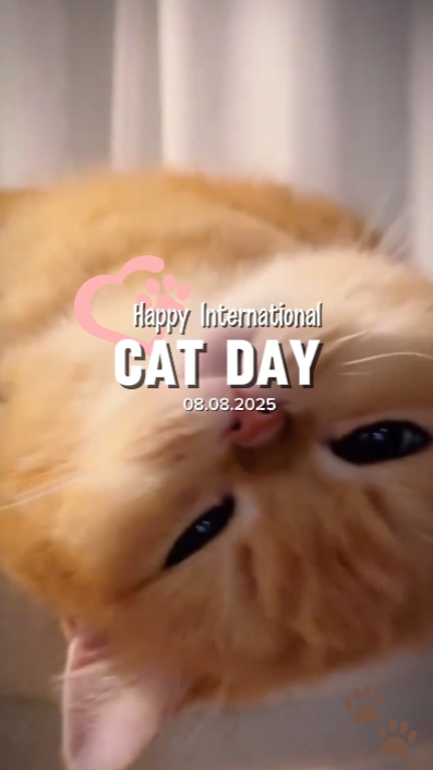Feliz Día Mundial del Gato
