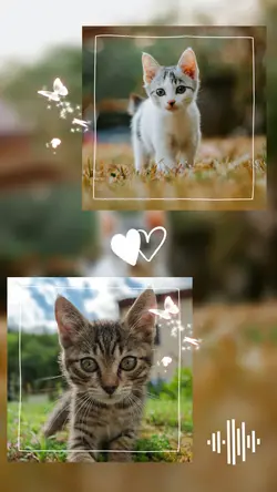 Cute Kitten