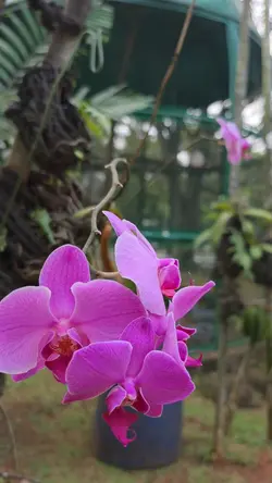 Bunga Anggrek