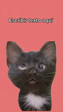 Gatito Meme