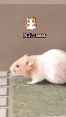 hamster