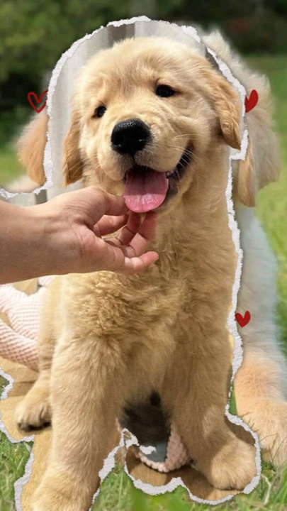 Mon chien