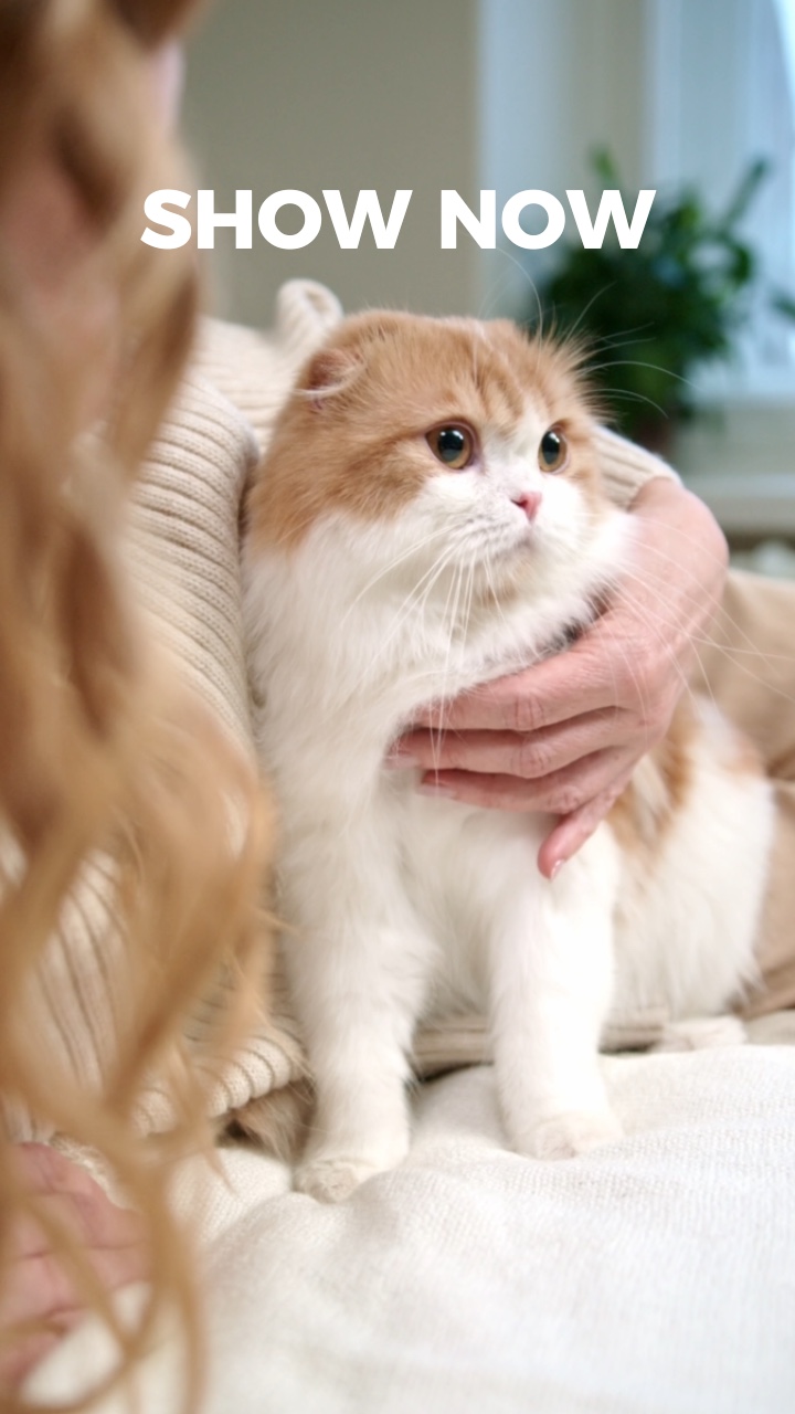 Exhibición de productos para gatos, estilo TikTok 