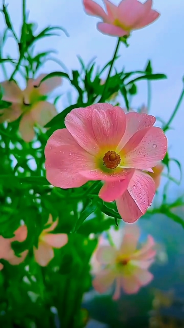 flowers