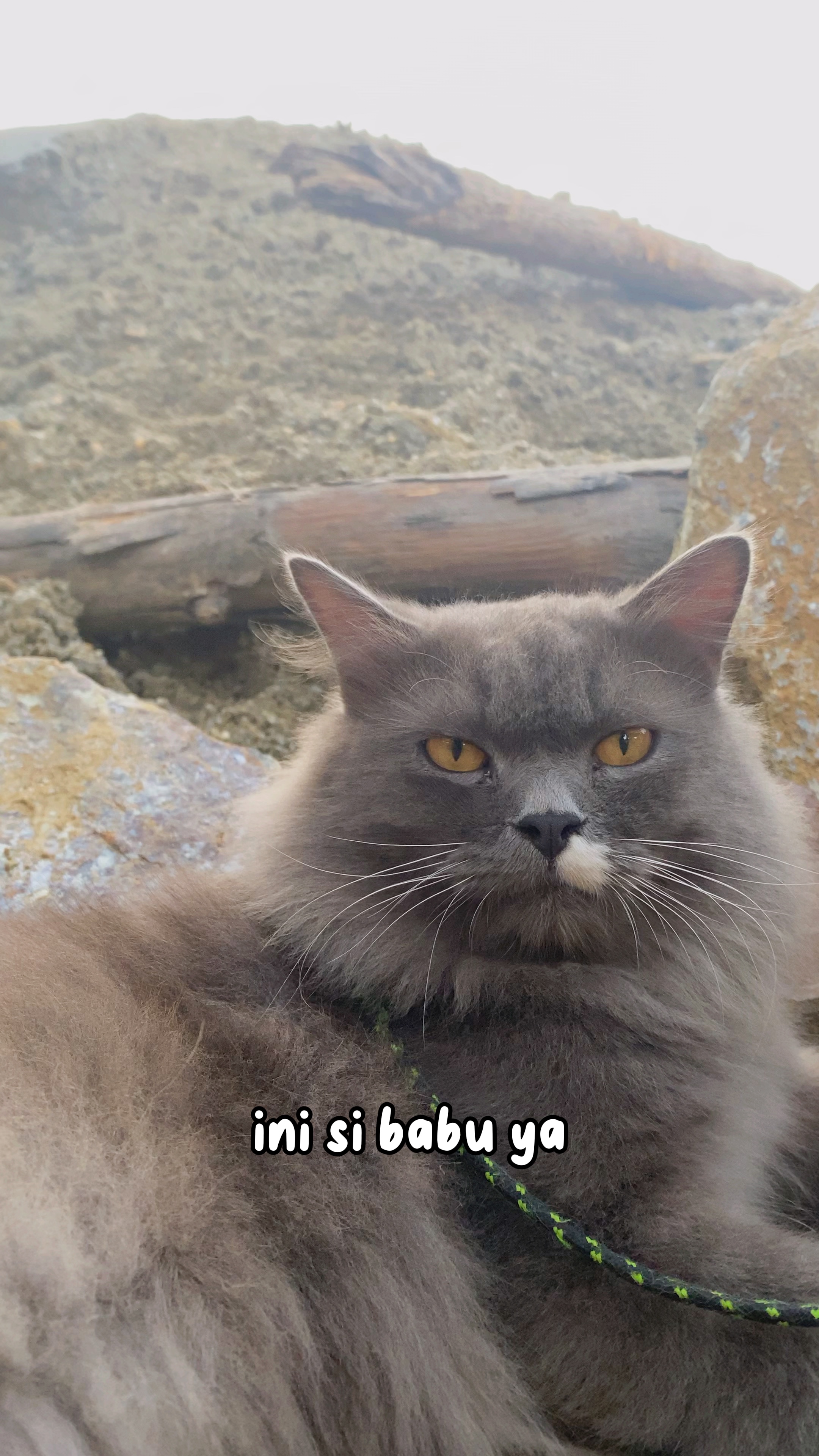 Lucu ng kucing ng tunog