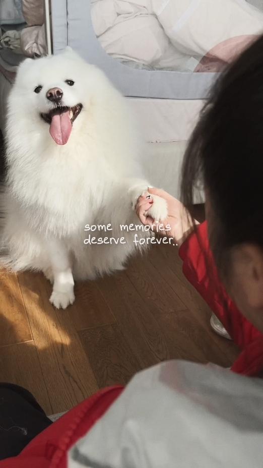 Recuerdos de perros 