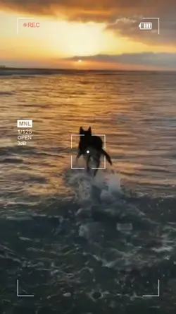 Dog in sunset