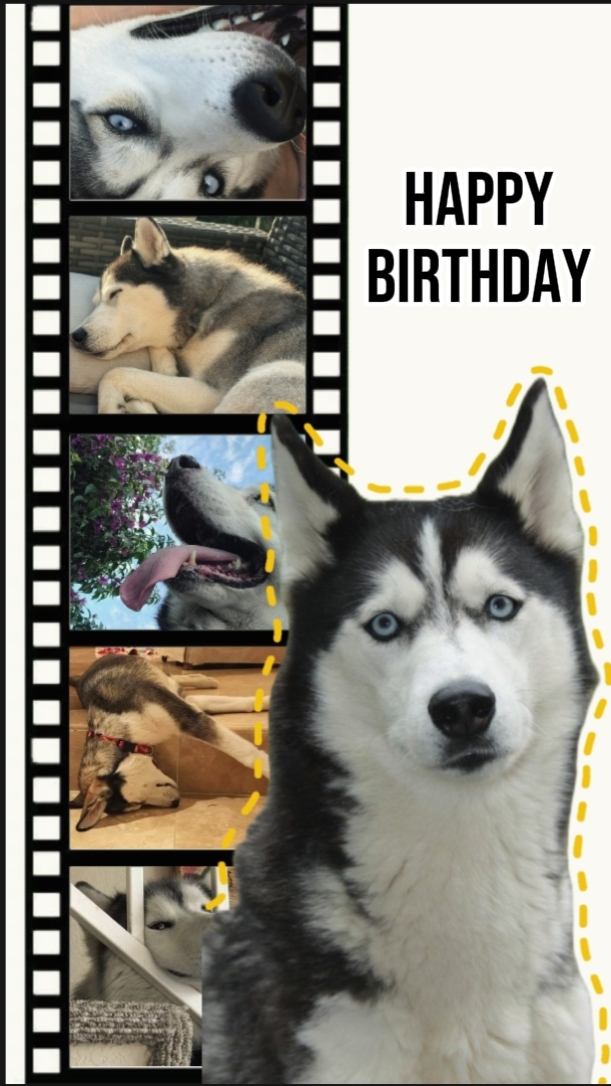 BIRTHDAY DOG