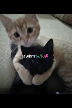 dinosaur cute catsss