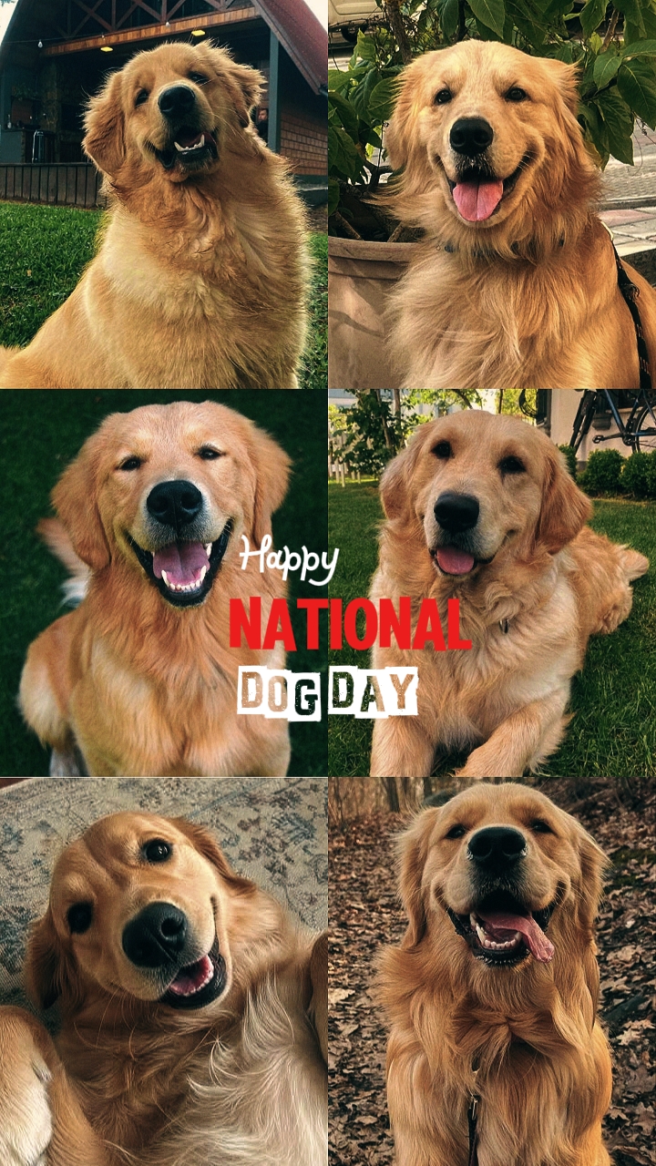 Dia nacional do cão 