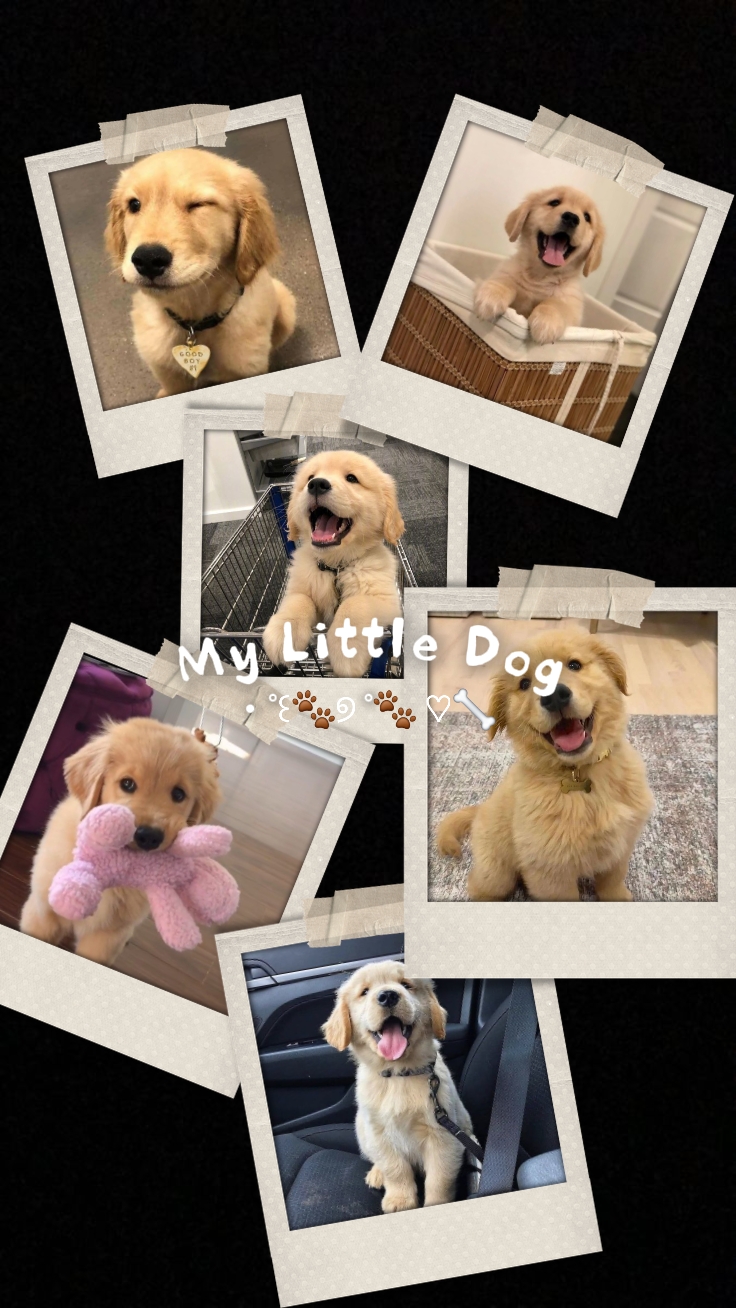 benim küçük köpeğim