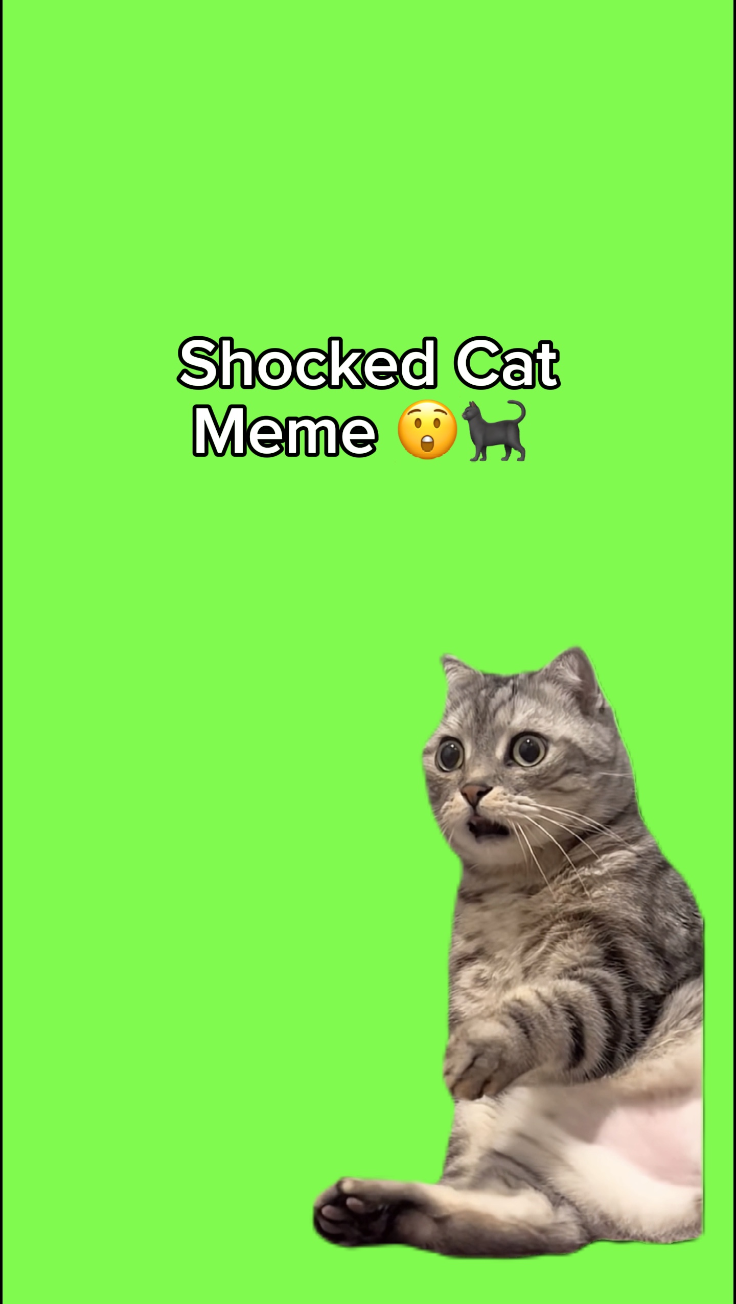 Meme De Gato Chocado 😲🐈‍⬛