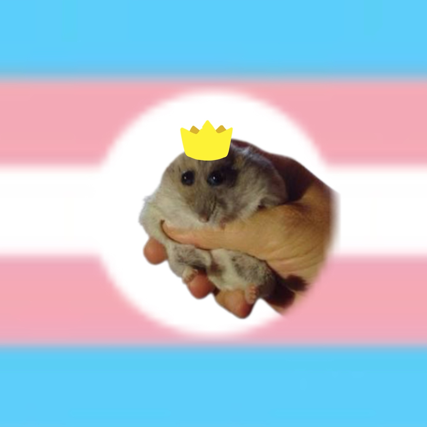 Bandeira do Orgulho Trans 