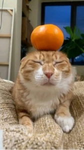 Orange Cats