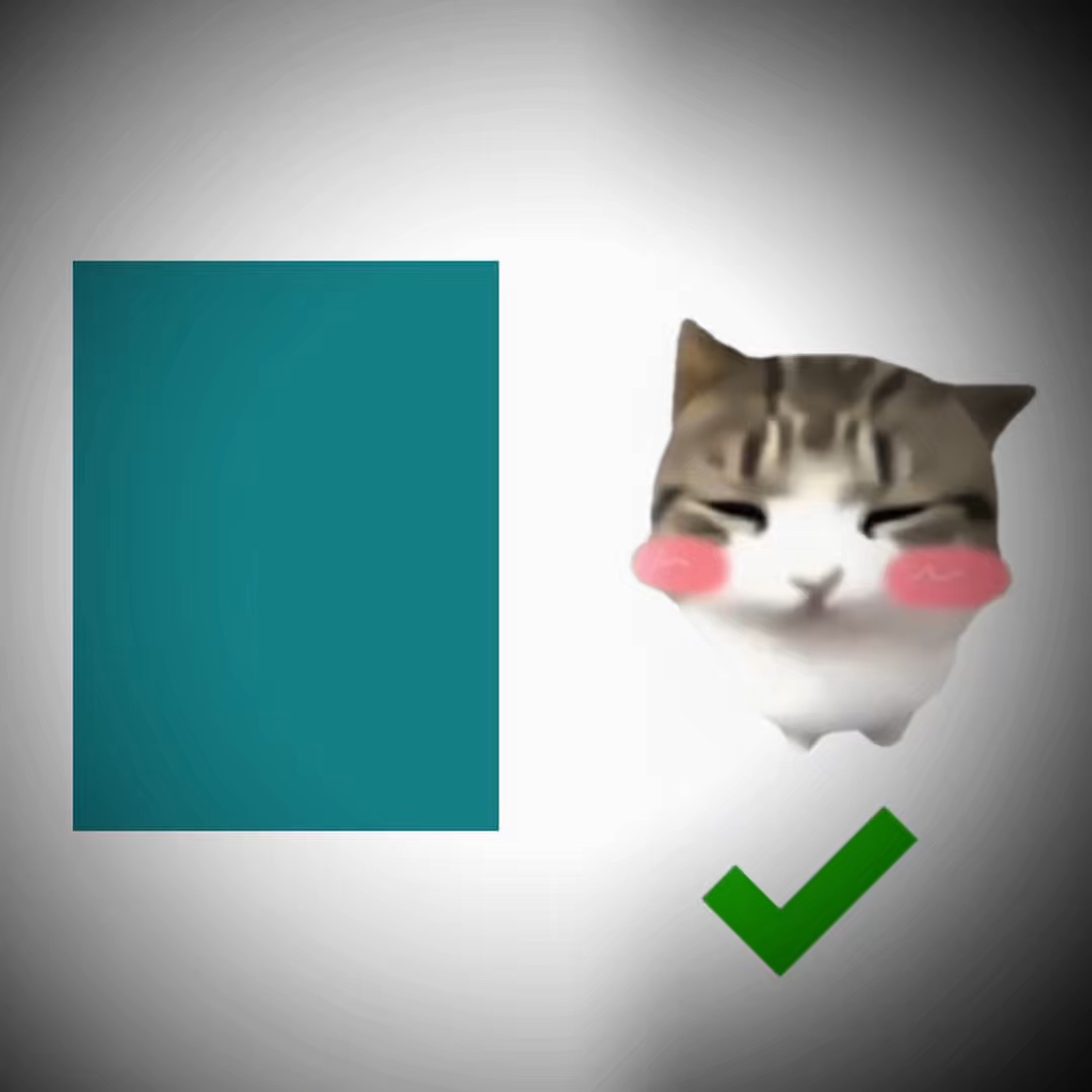 Cute cat