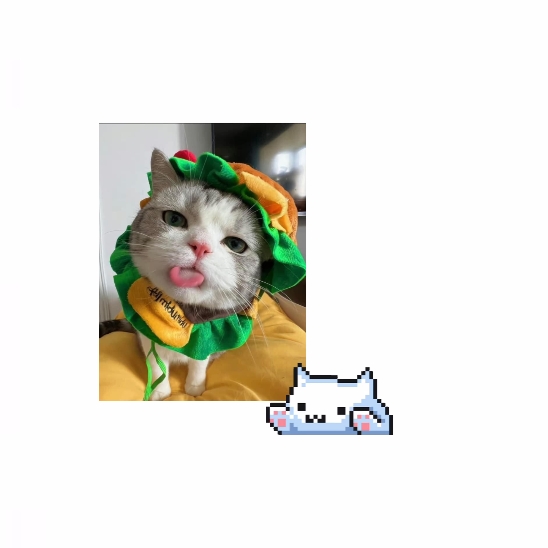 Hello kittens 