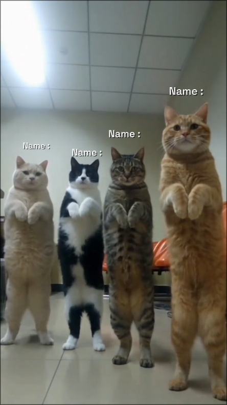 Dans Kedi Trendi