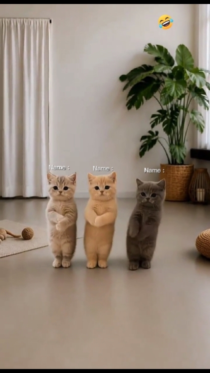 Trend ng Sumasayaw na Pusa.. 