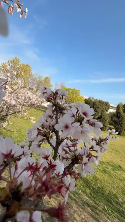 Sakura🌸