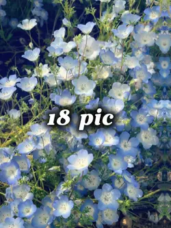 18 pic