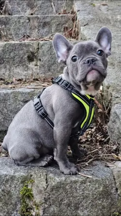 French bulldog