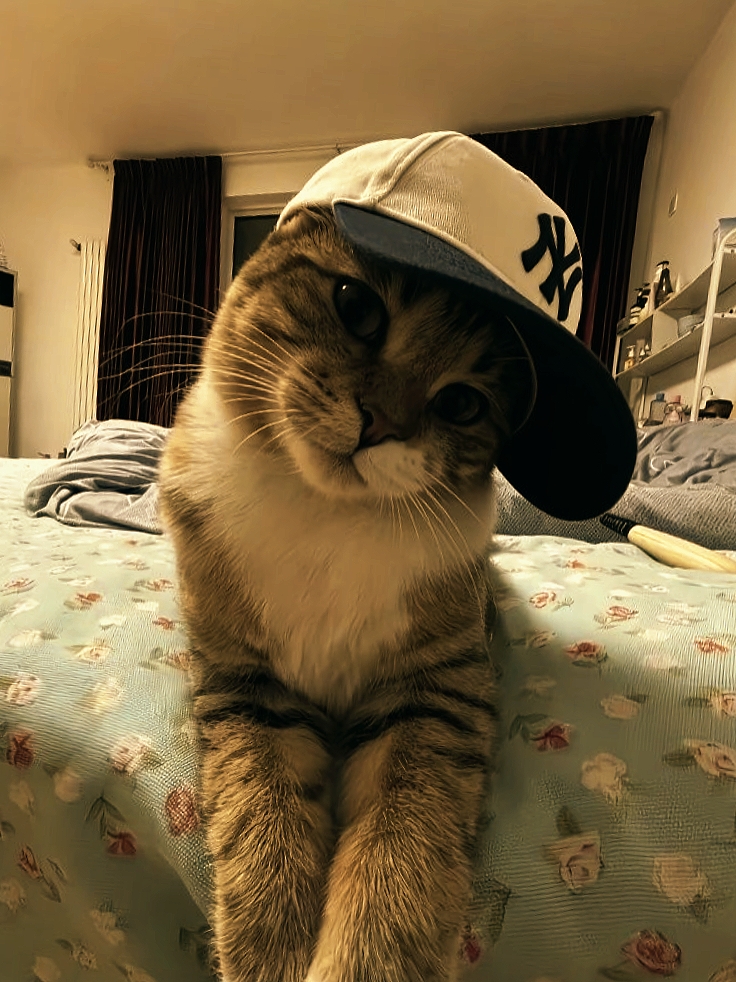 havalı kedi senkronizasyonu