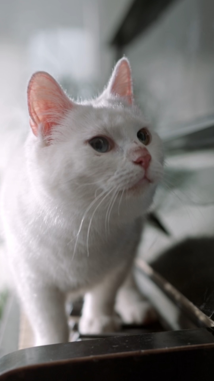 Loja de gatos