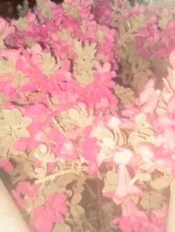Rosas