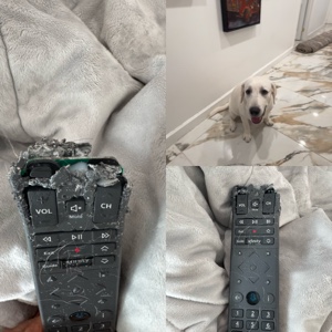 Comédia canina 