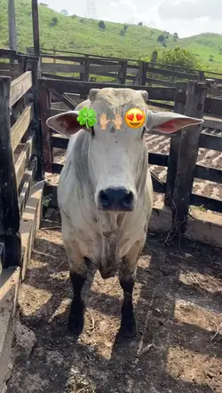 animais