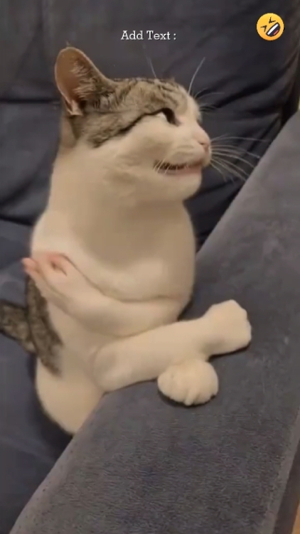 Laughing Cat 