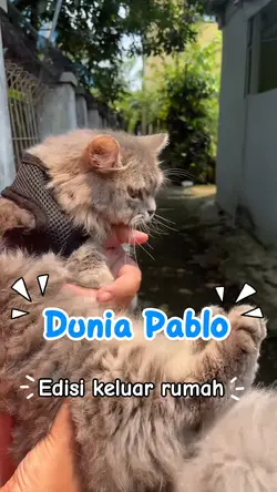 Kucing adventure