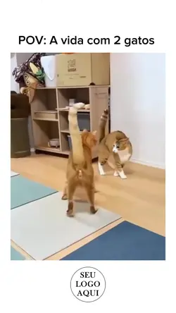 Gatos