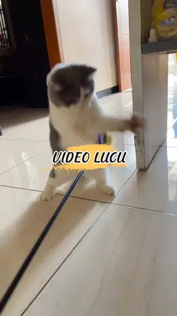 KUCING LUCU