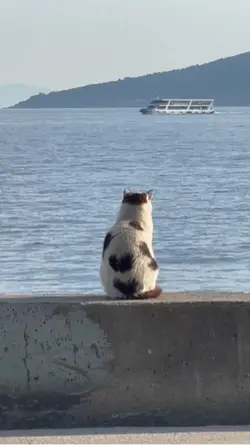 meow meow
