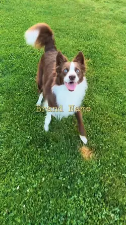 Doggie sitting