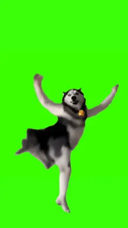 Husky dancing meme