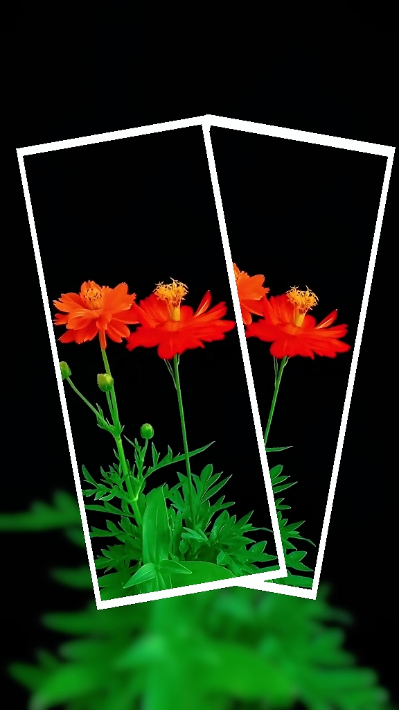 Fleur numérique