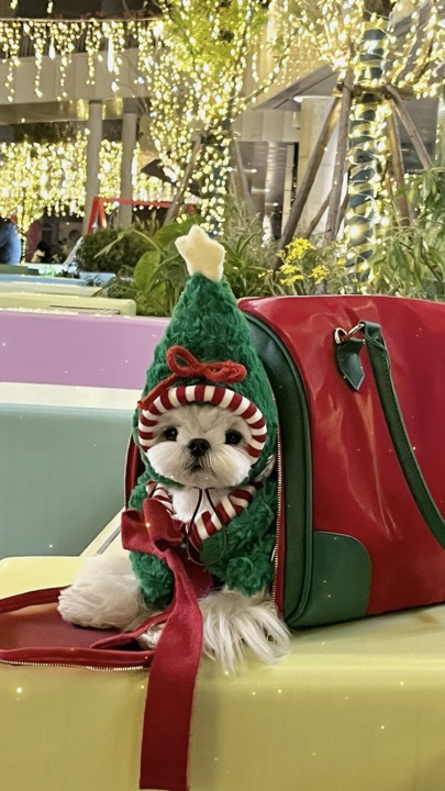 Noel evcil hayvanı