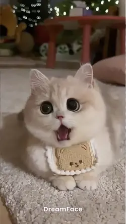 แมวลิปซิงค์