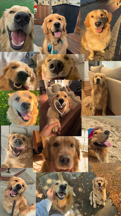 My pets 