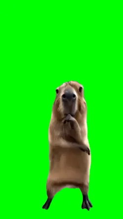 Kapybara Dancing