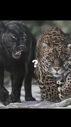 Duo macan