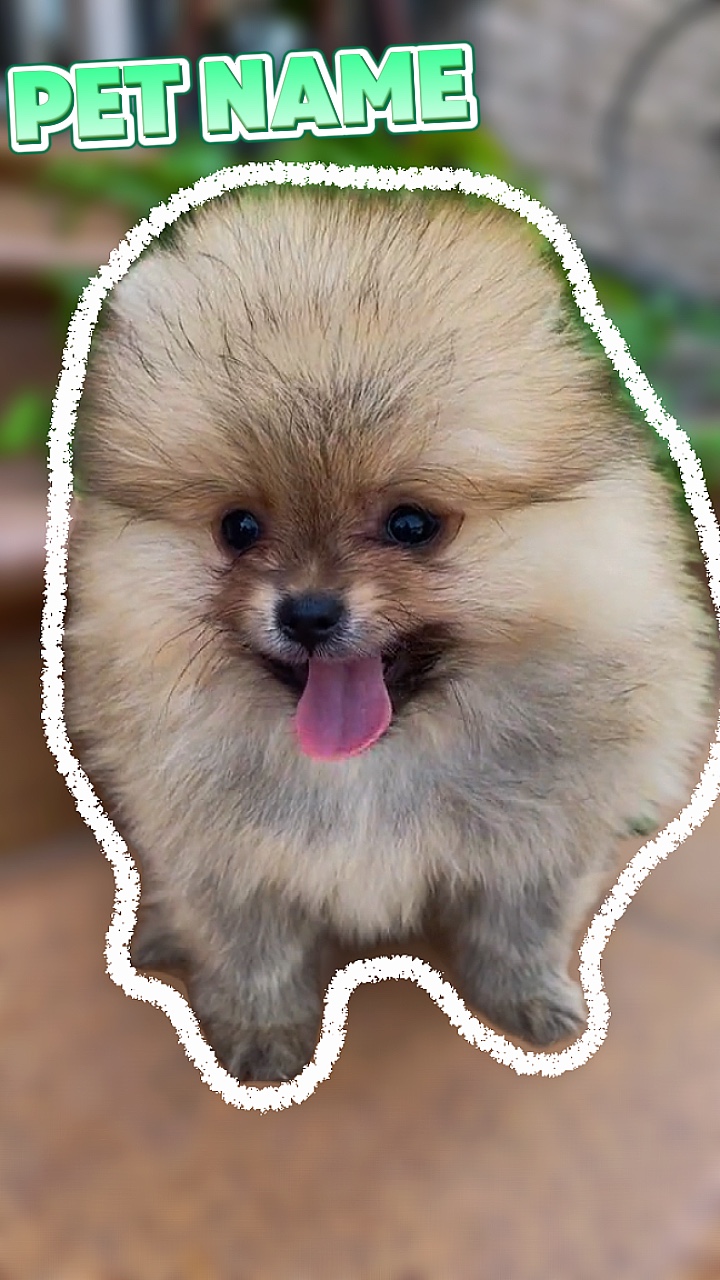 Introdução animal de estimação
