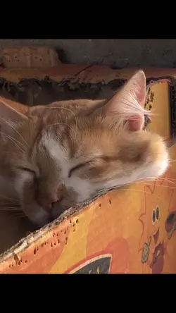 ดั่งเดิม